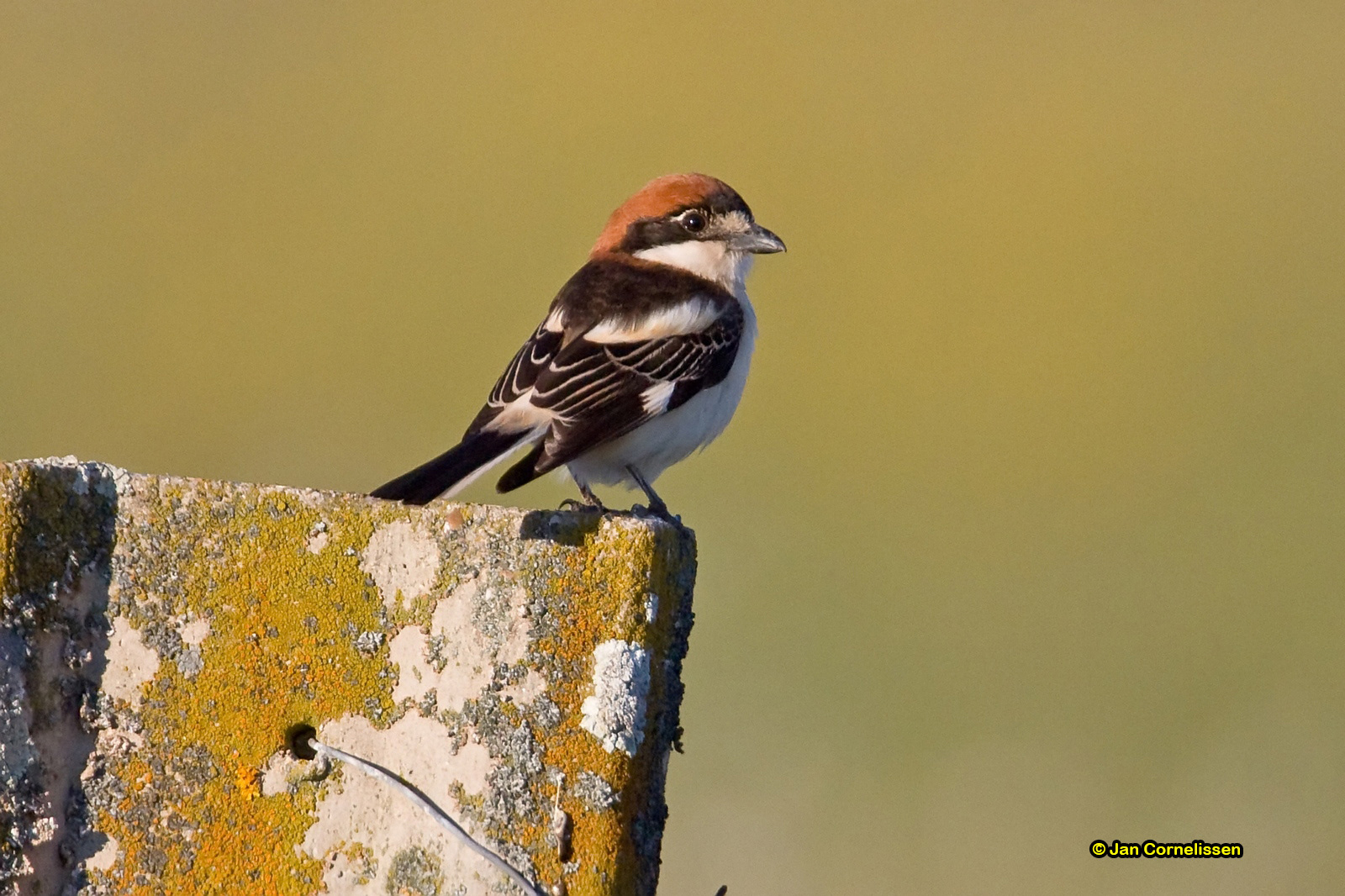 Roodkopklauwier - Woodchat Shrike - Nanius senator