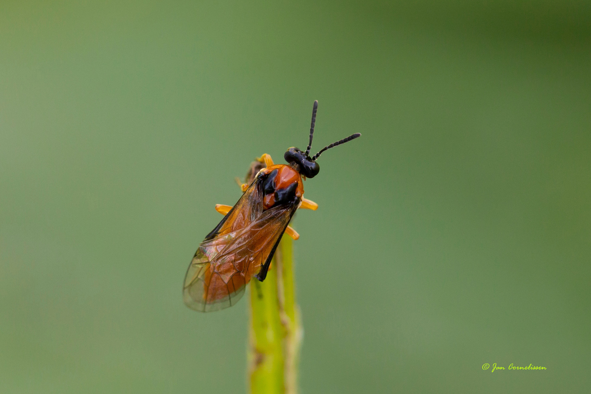 Knollenbladwesp - Athalia rosae (Pelt, B) 2020