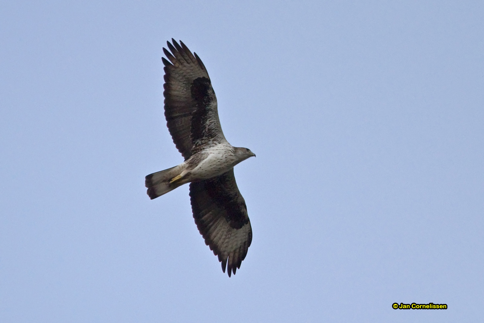 Havikarend - Bonelli's Eagle - Hieraaetus fasciatus