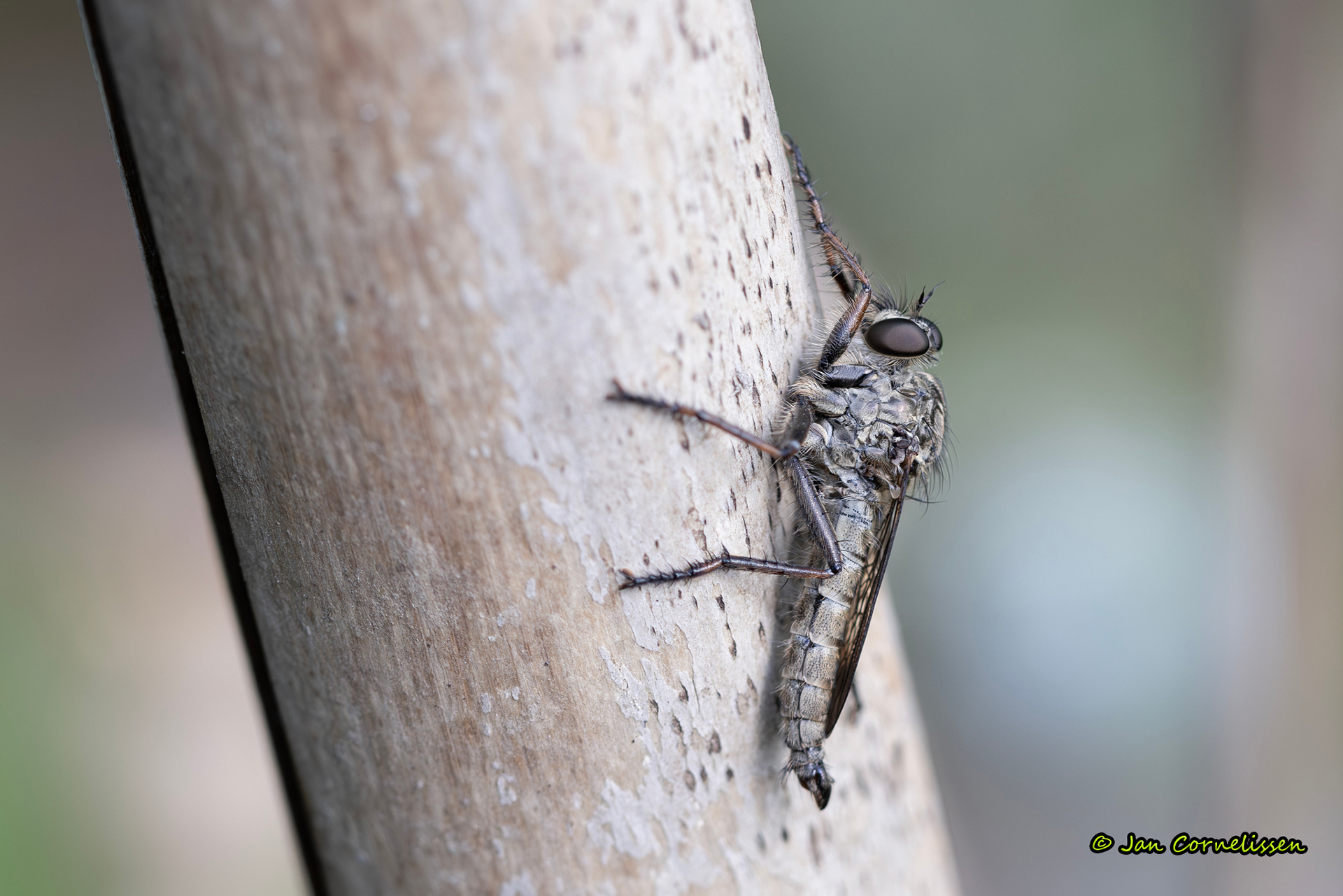 Gewone roofvlieg - Tolmerus atricapillus (Pelt, B) 2024