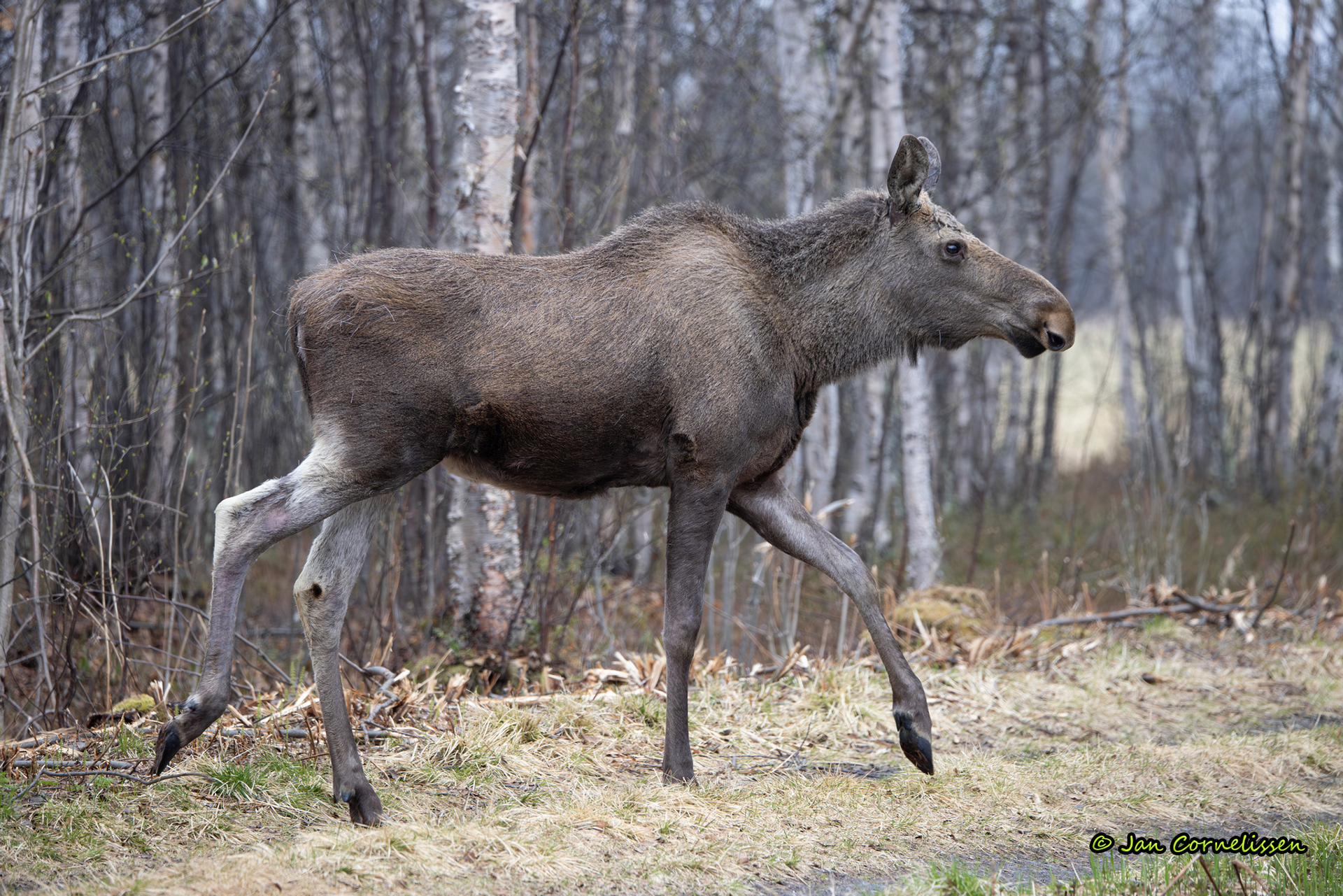 Eland - Alces alces (Svanvik, N) 2024