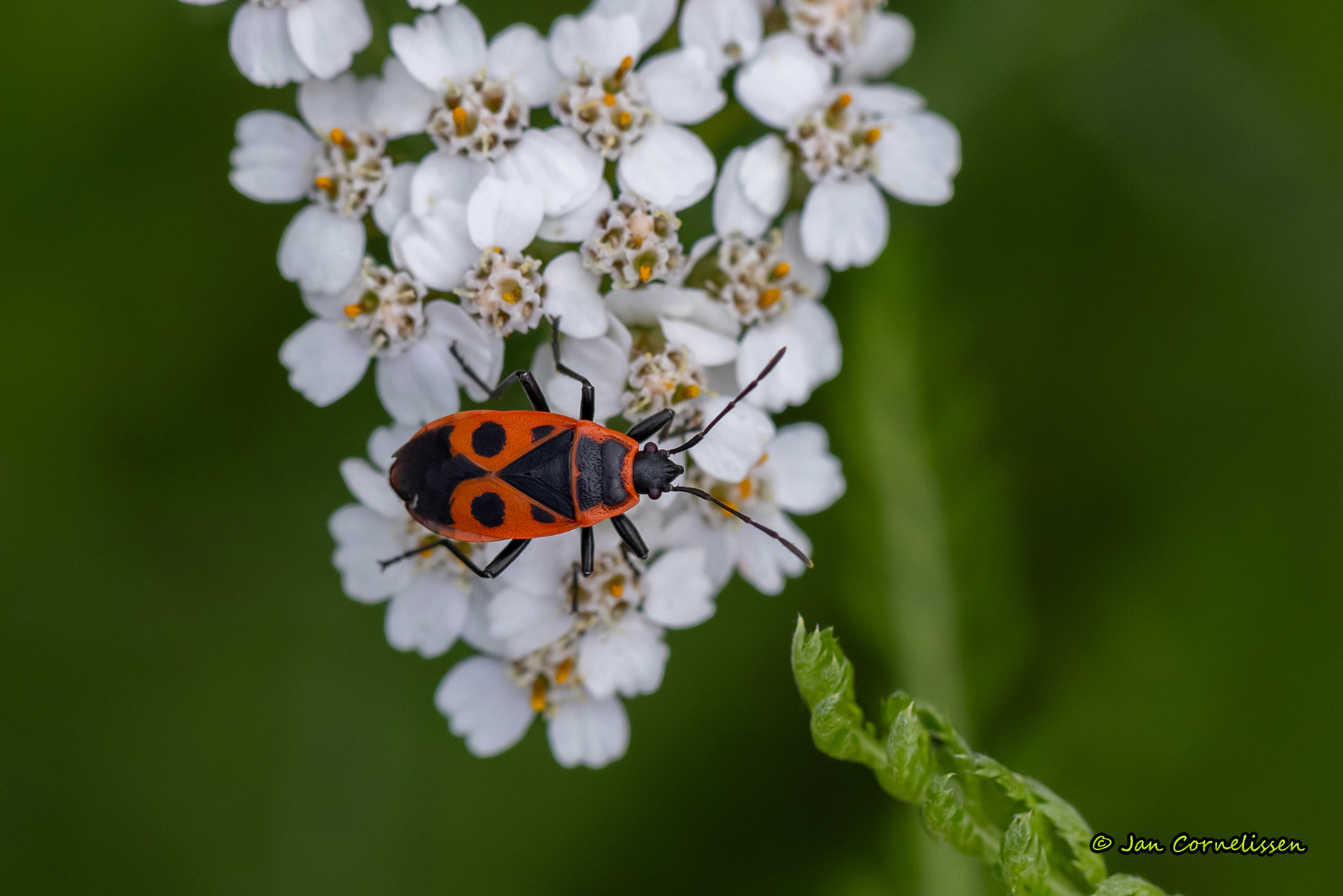Vuurwants - Pyrrhocoris apterus (Pelt, B) 2023