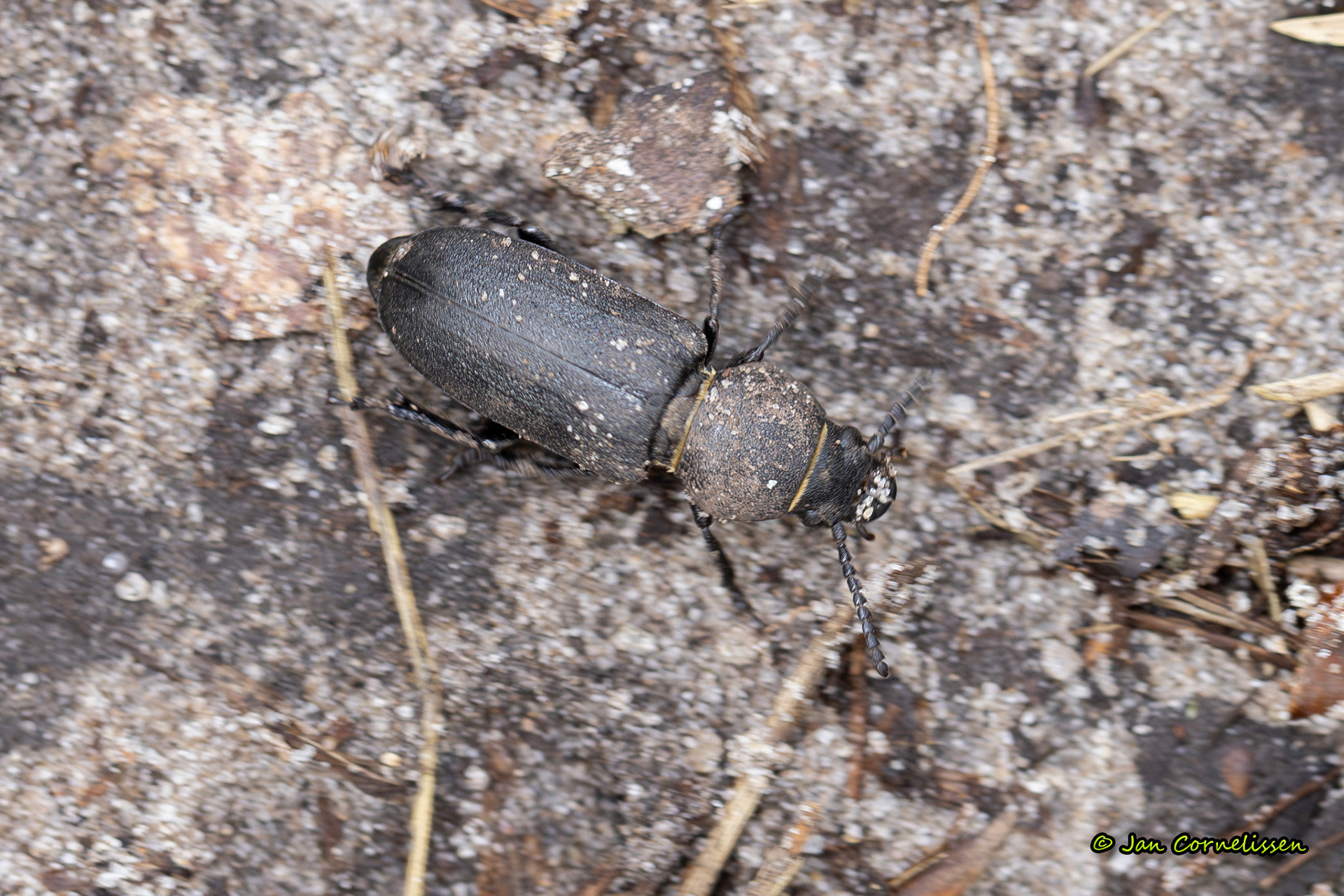 Wortelboktor - Spondylis buprestoides (Leende, NL) 2024