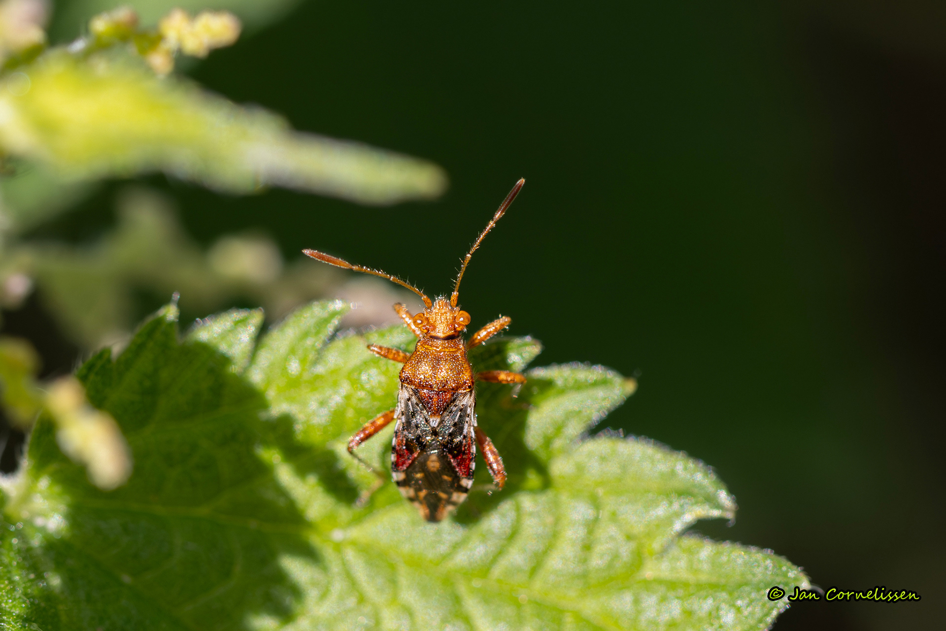 Geblokte glasvleugelwants - Rhopalus subrufus (Pelt, B) 2023