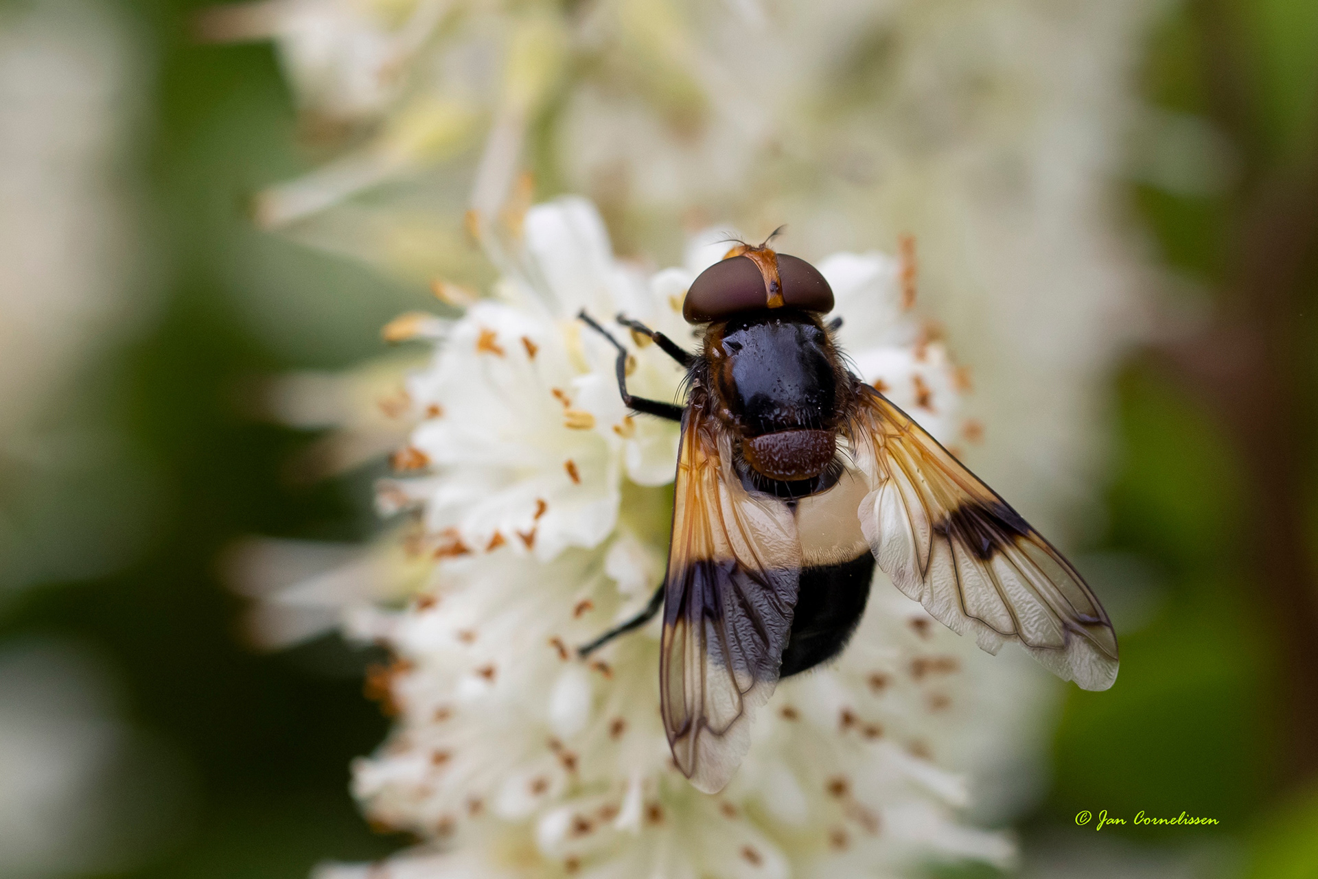 Witte reus (Ivoorzweefvlieg) - Volucella pellucens (Pelt, B) 2021