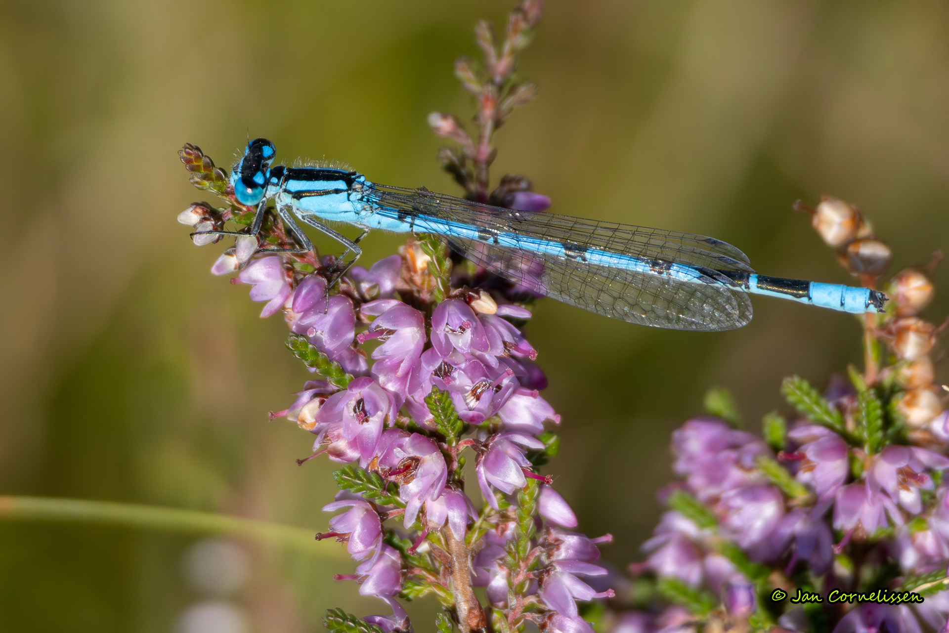 Watersnuffel - Enallagma cyathigerum (Soerendonk, NL) 2024