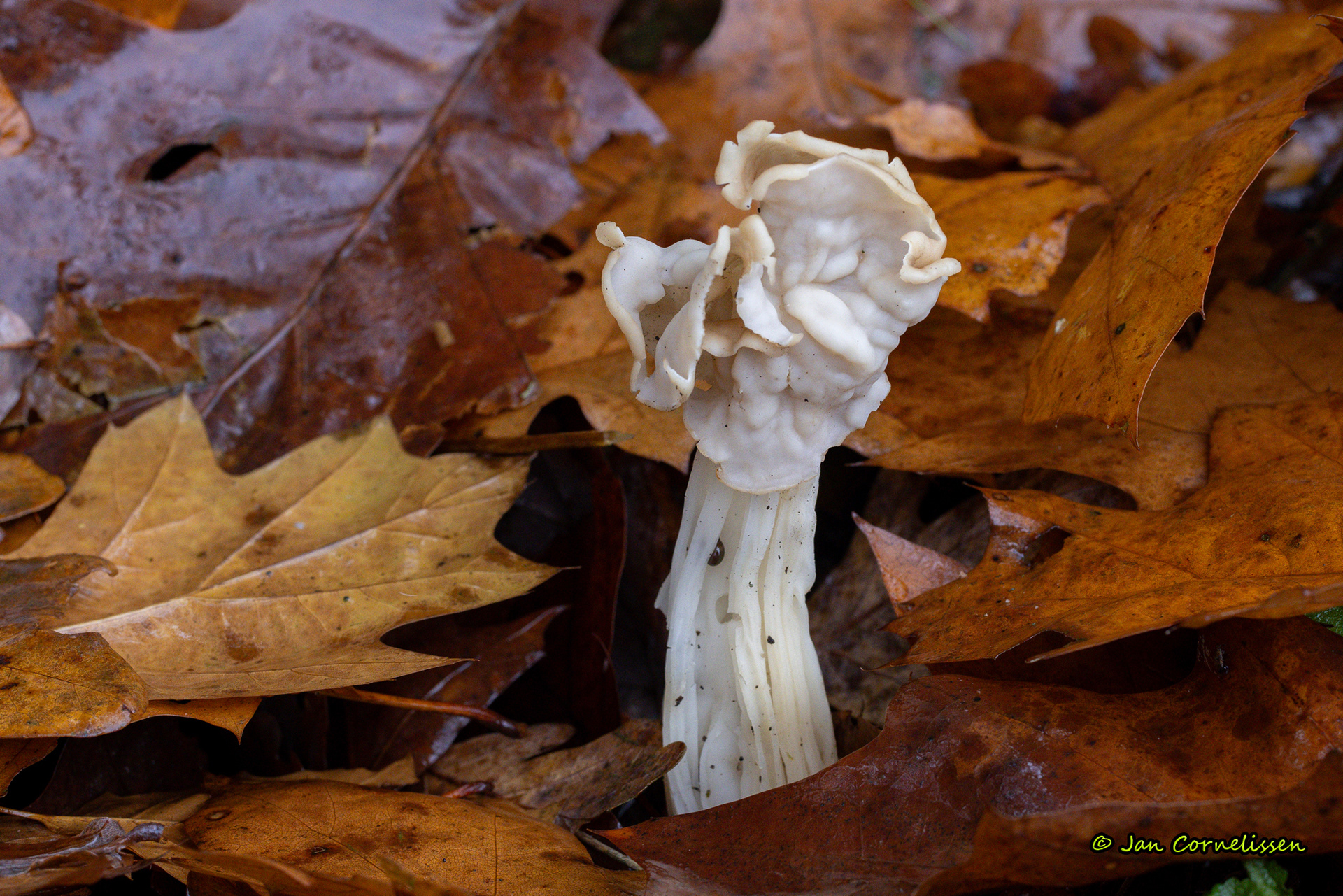 Witte kluifzwam