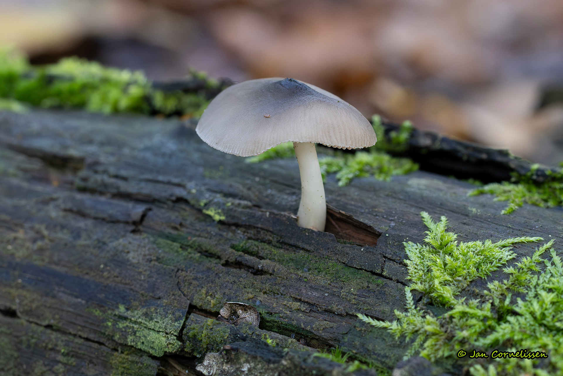 Grauwgroene hertenzwam