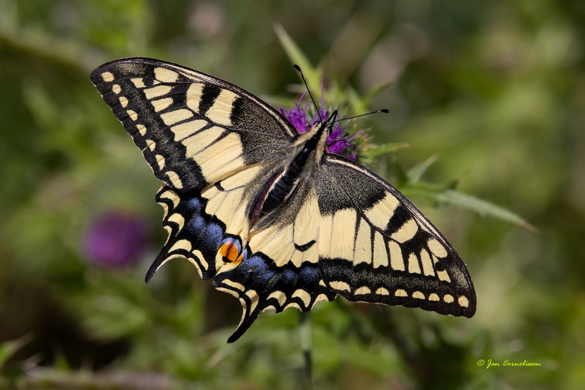 Koninginnepage (Pelt, B) 2022