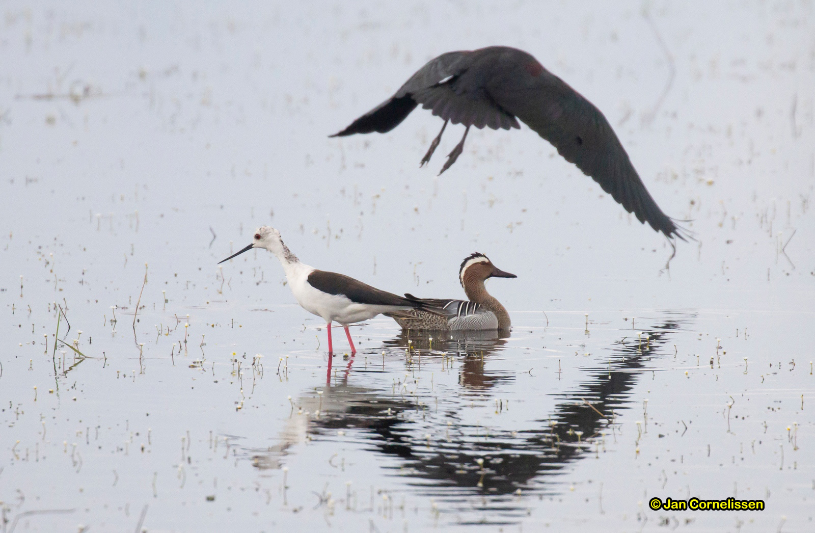 Zomertaling - Garganey - Anas querquedula (kust bij Mandra, GR), 8-5-2019, foto Yvonne Kuypers