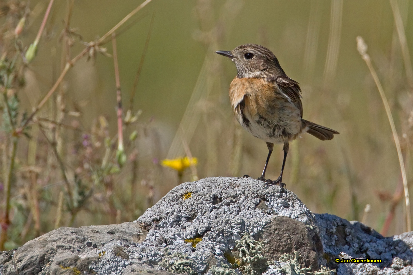 Roodborsttapuit ♀ - Stonechat - Saxicola torquata