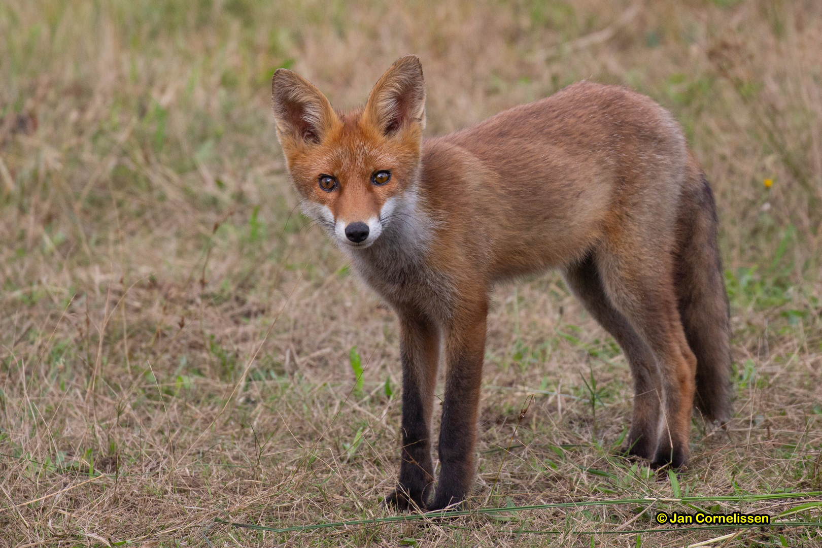 Vos - Vulpes vulpes (Bree, B) 2019
