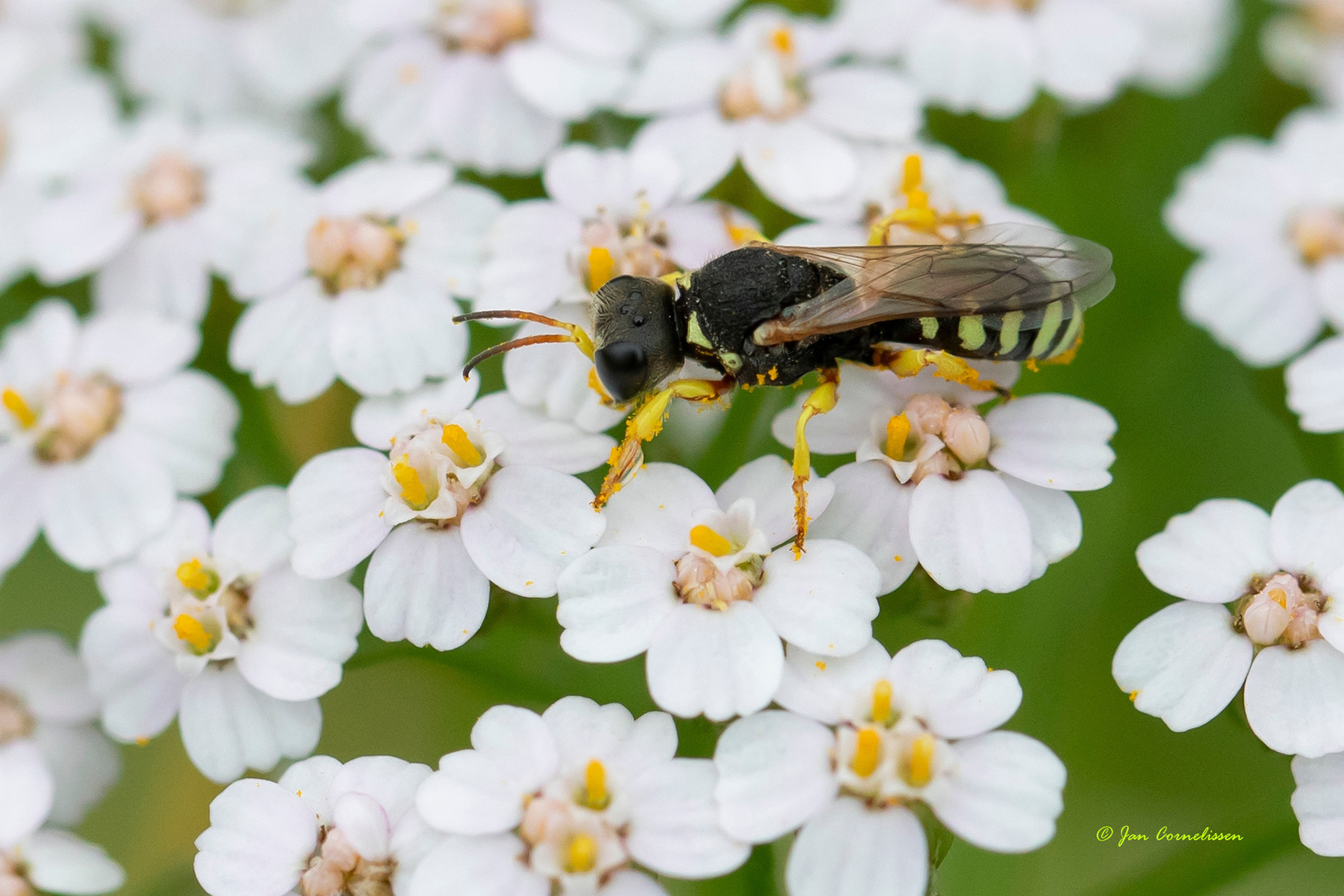 Ivoorwesp - Lestica alata (Valkenswaard, NL) 2021