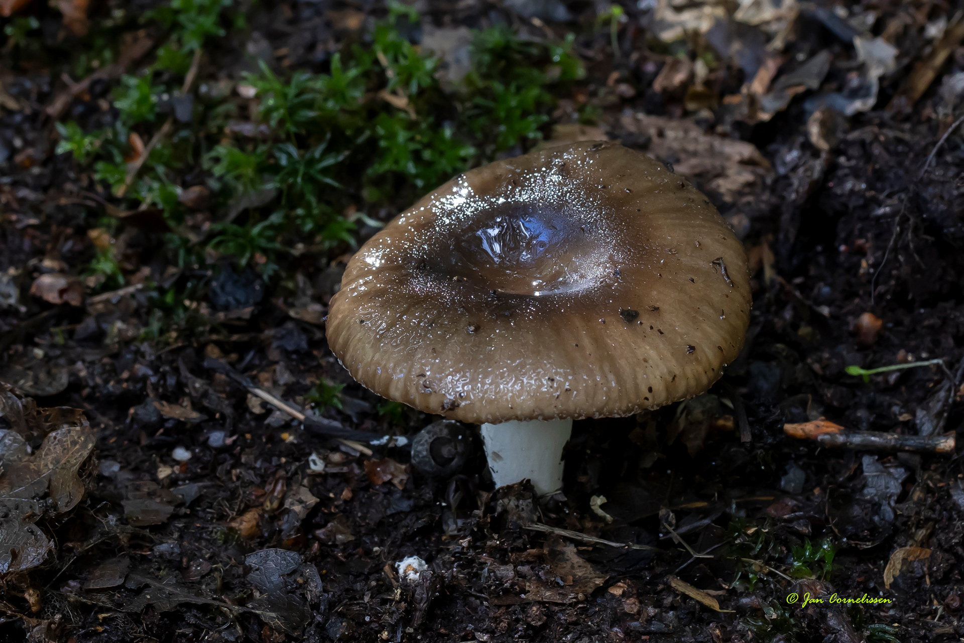 Kamrussula spec.