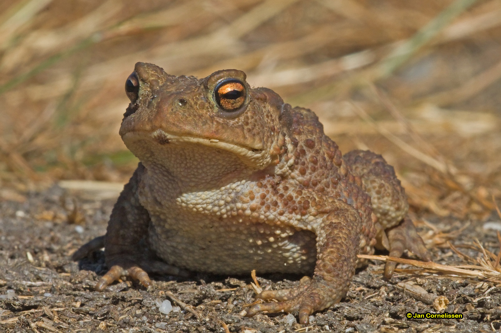 Gewone pad - Bufo bufo (Pelt, B) 2010
