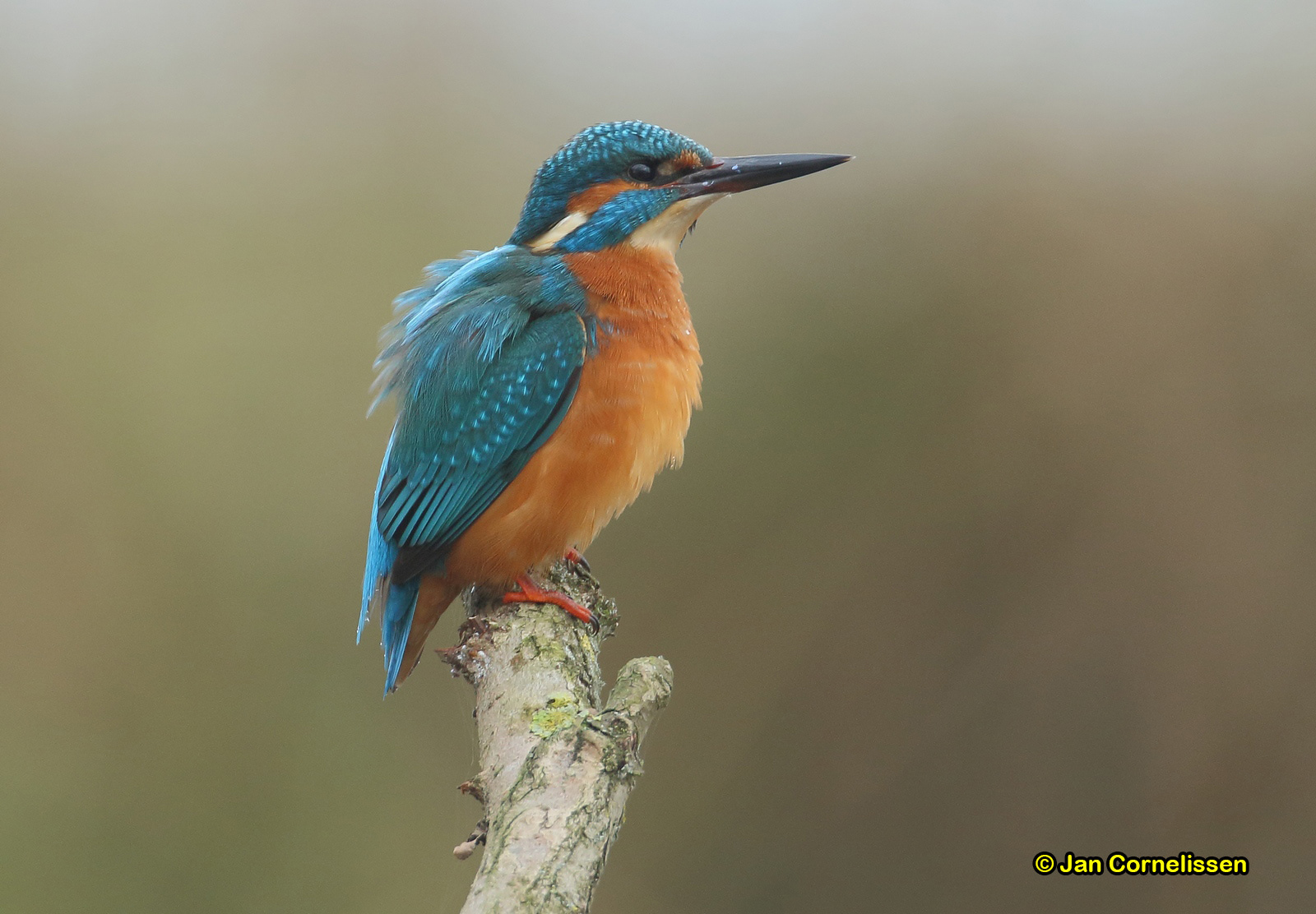 IJsvogel