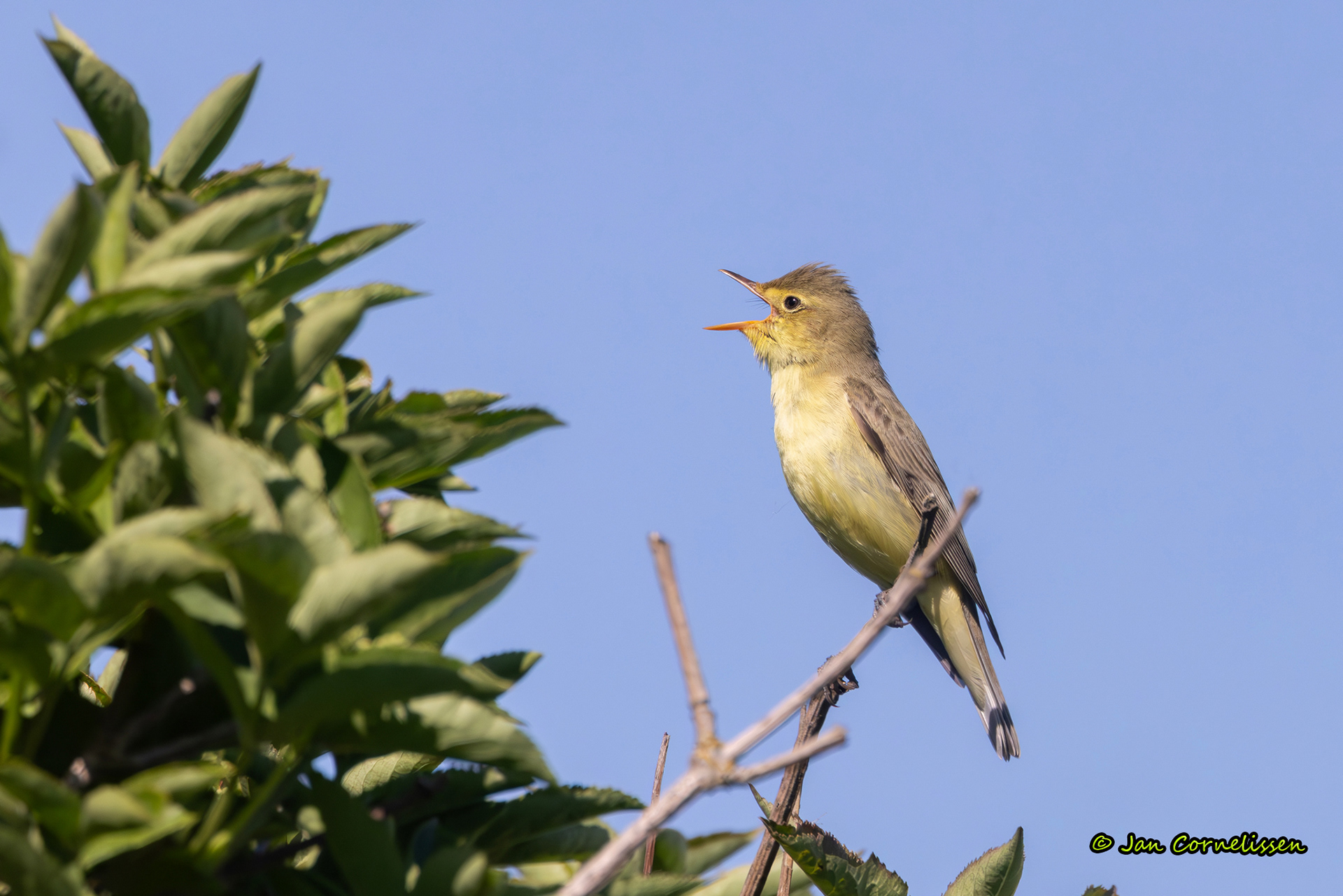 Spotvogel