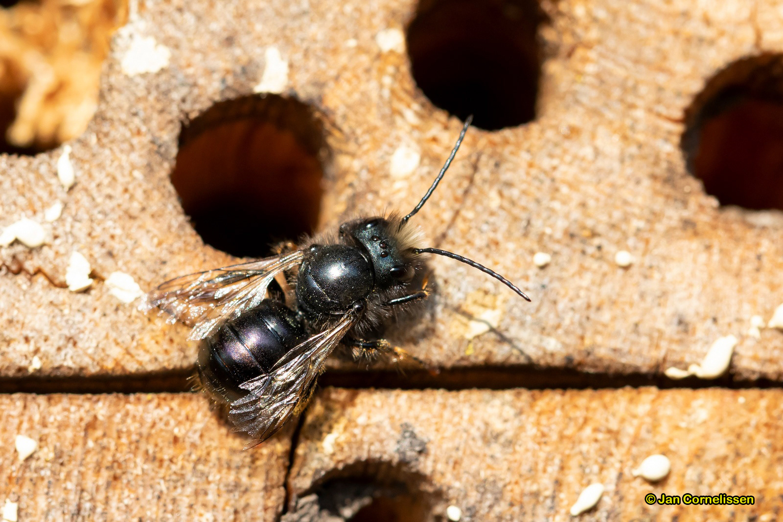 Blauwe metselbij - Osmia caerulescens (Pelt, B) 2020