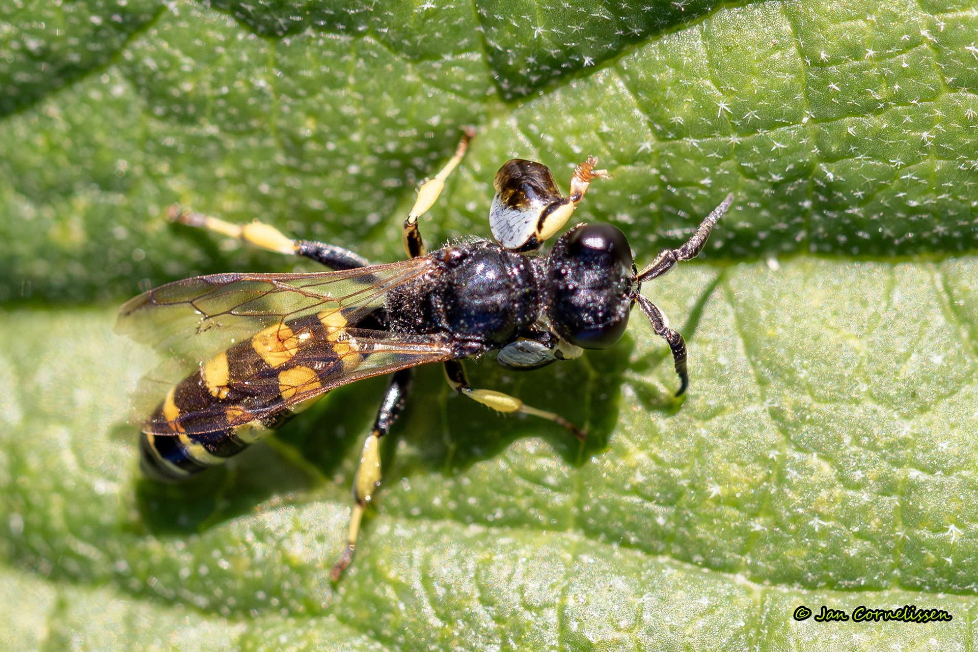 Kleine zeefwesp - Crabro peltarius (Pelt, B) 2025