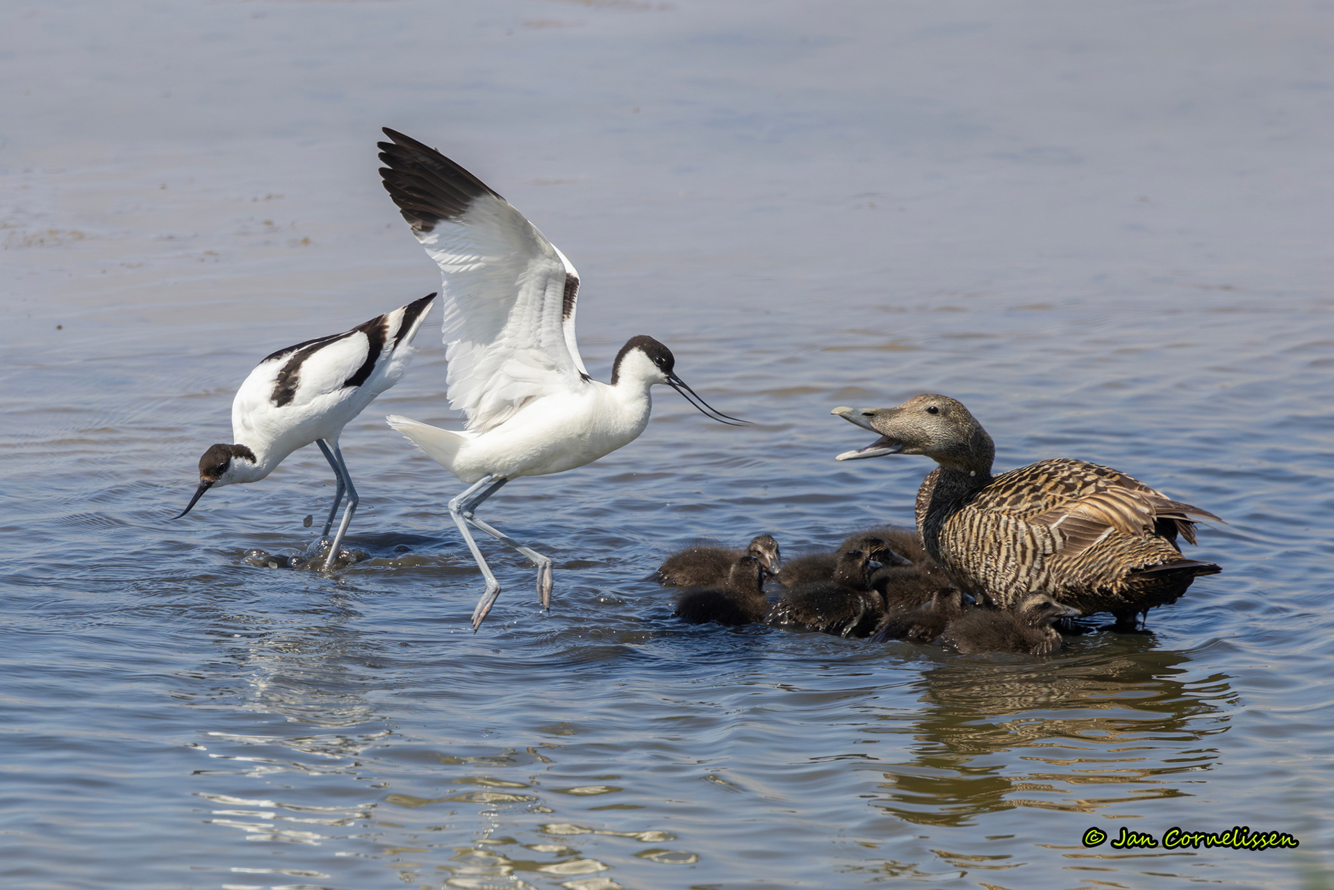 Kluten - Eiders
