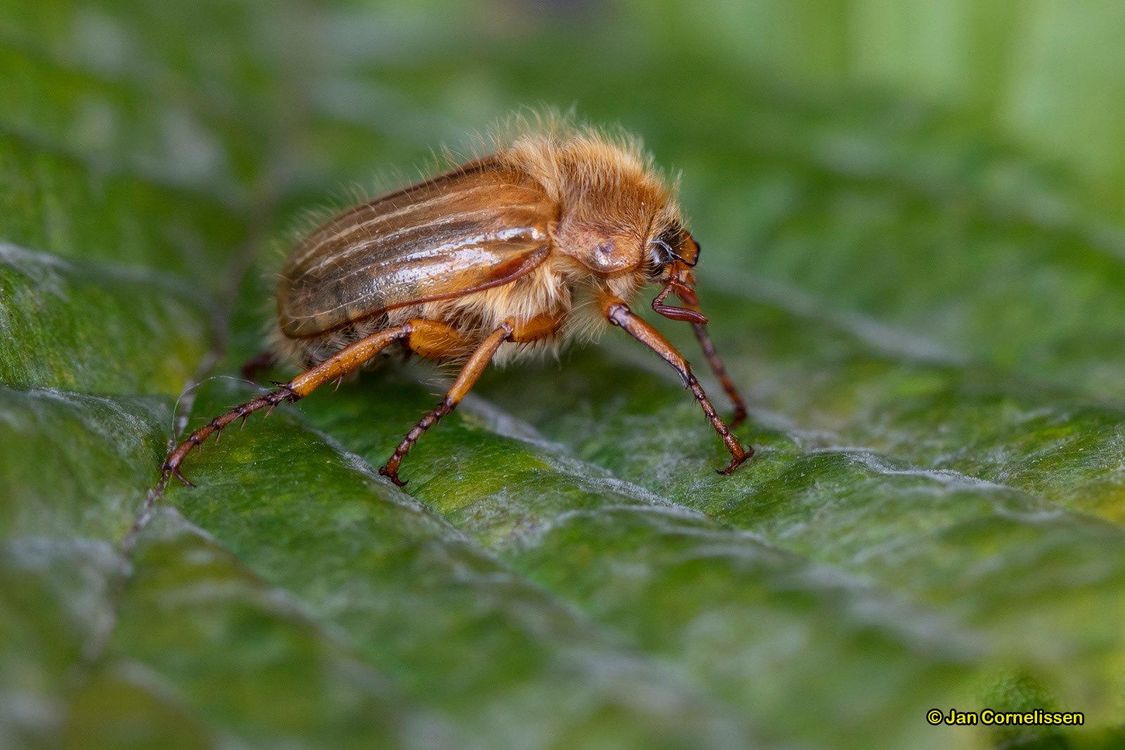 Junikever - Amphimallon solstitiale (Pelt, B) 2020