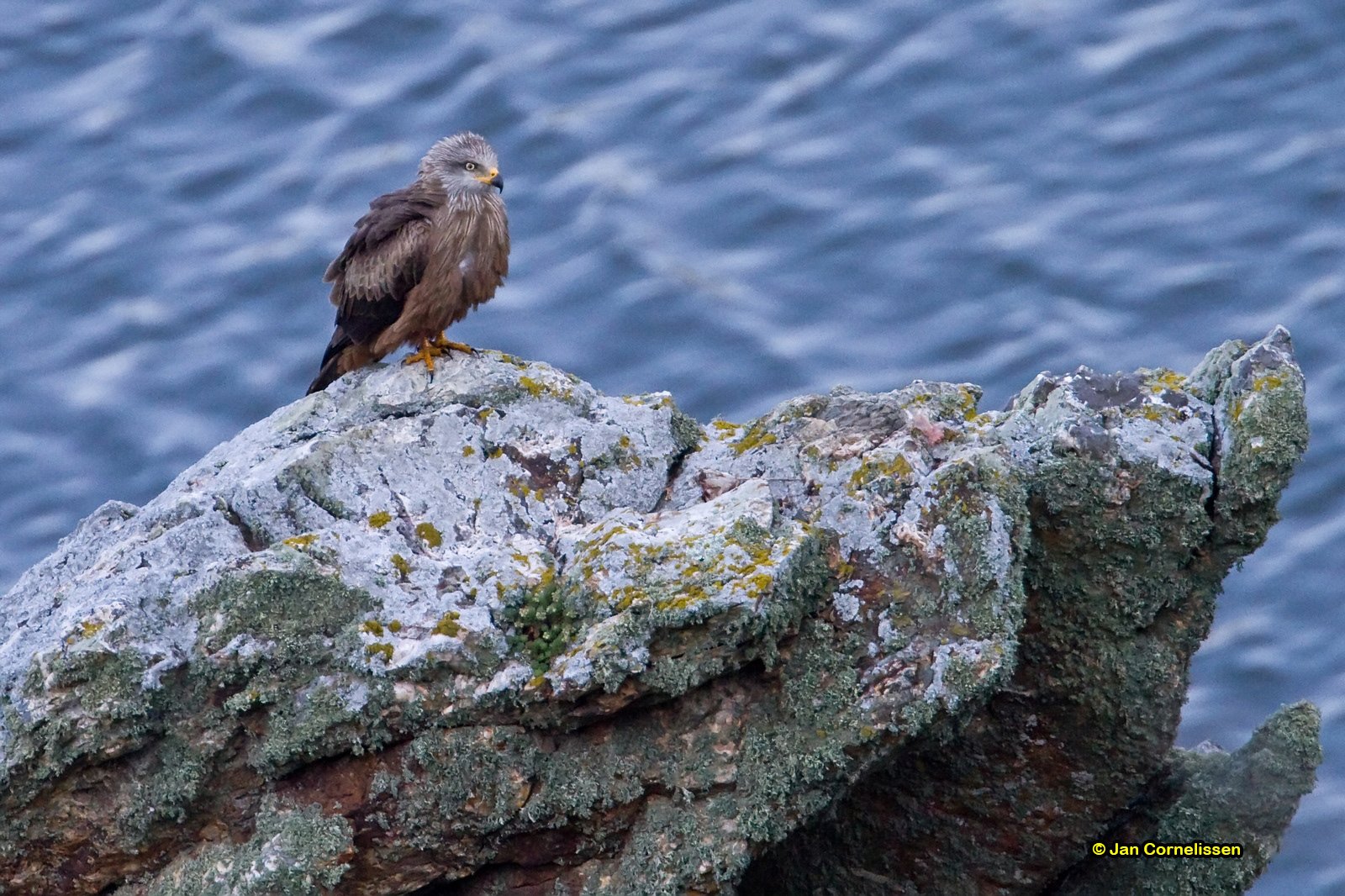 Zwarte wouw - Black Kite - Milvus migrans