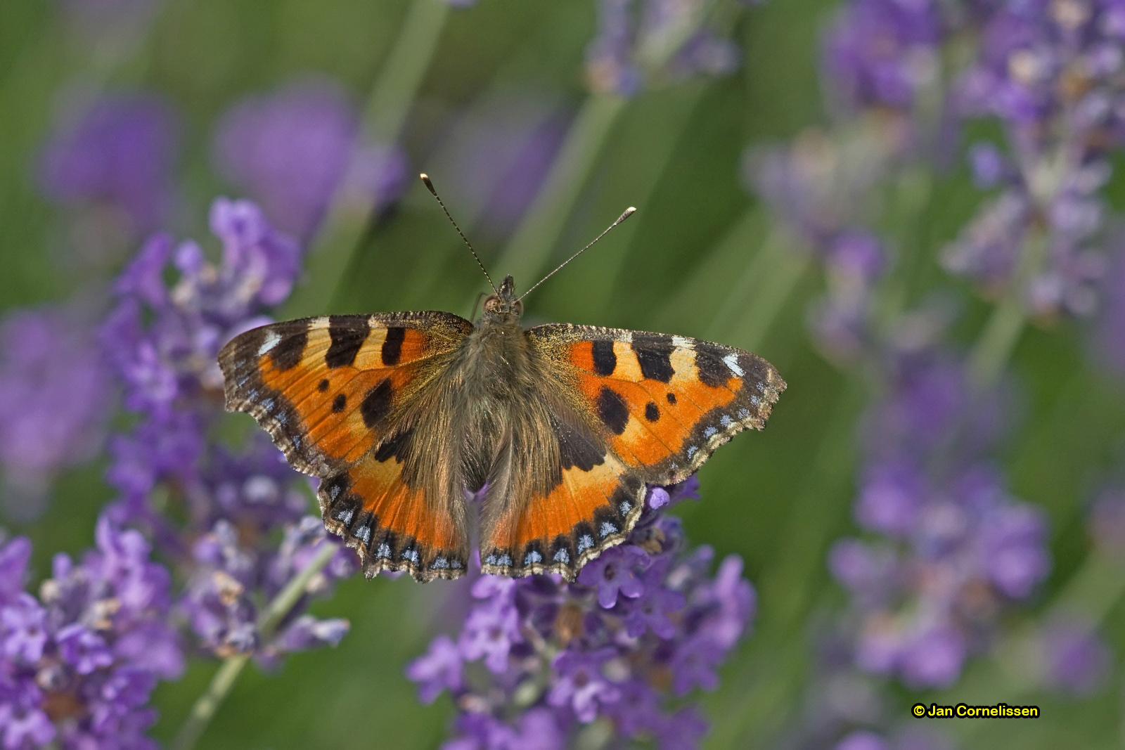 Kleine vos - Aglais urticae (Pelt, B) 2010