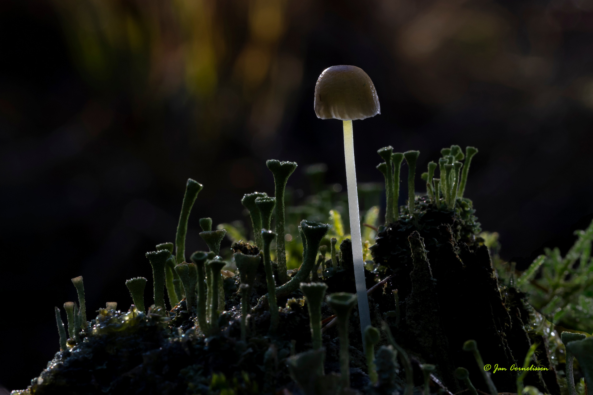 Graskleefsteelmycena