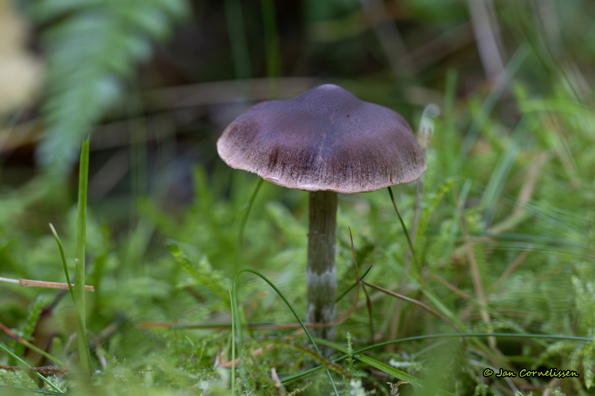Siersteelgordijnzwam