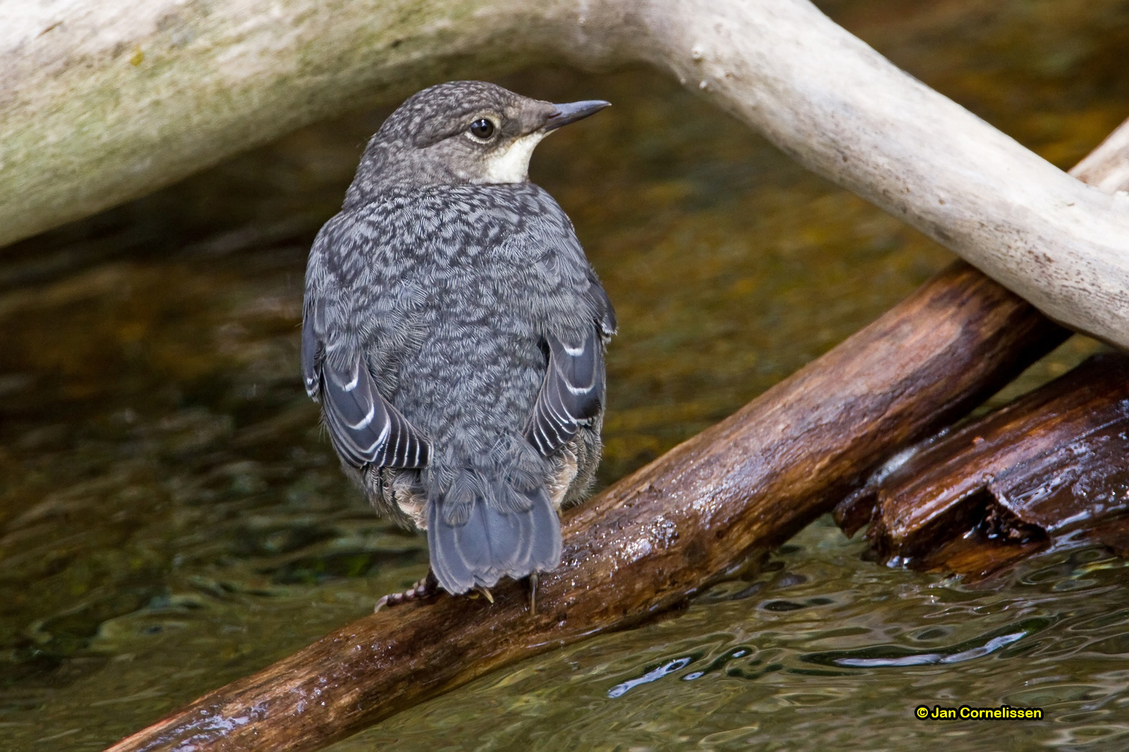 Waterspreeuw (juv) - Dipper - Cinclus cinclus