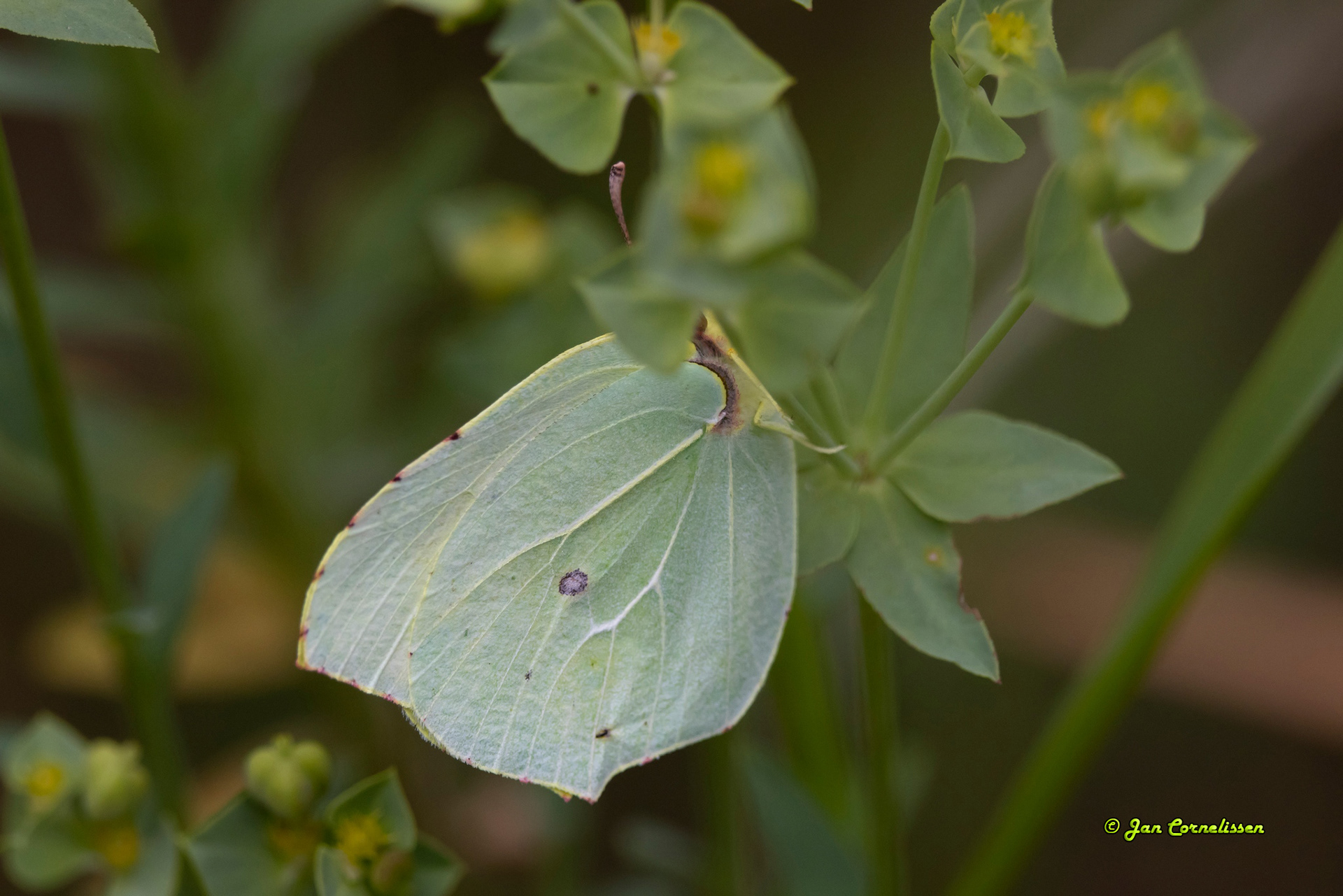 Cleopatra - Gonepteryx cleopatra (Mallorca) 2023