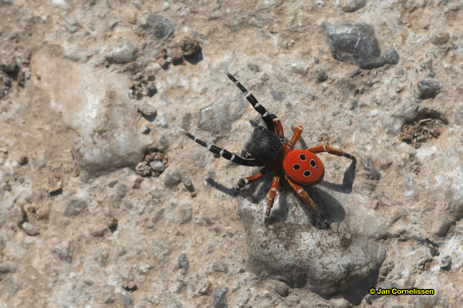 Herfstvuurspin - Eresus cinnaberinus (Lesbos, GR) 2018