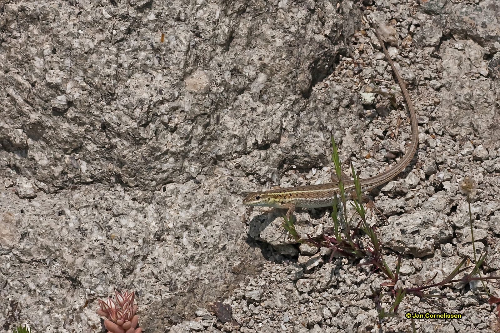 Muurhagedis - Podarcis muralis (Lesbos, GR) 2009