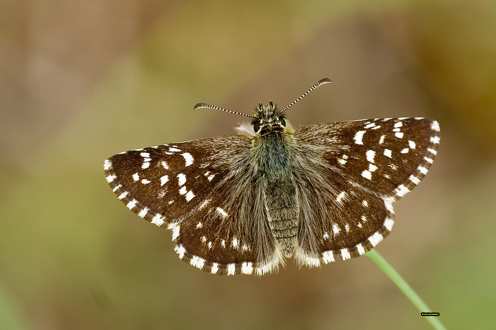 Aardbeivlinder - Pyrgus malvae (Zuid-Bulgarije) 2007