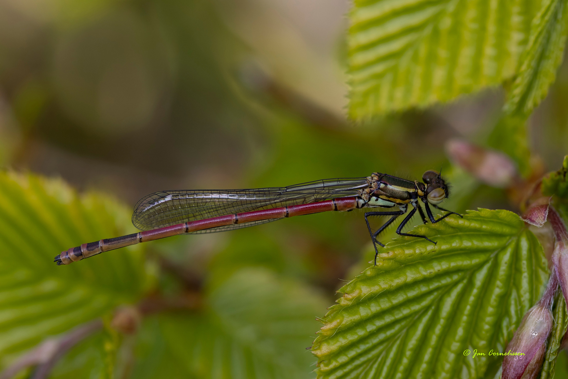 Vuurjuffer - Pyrrhosoma nymphula (Pelt, B) 2021