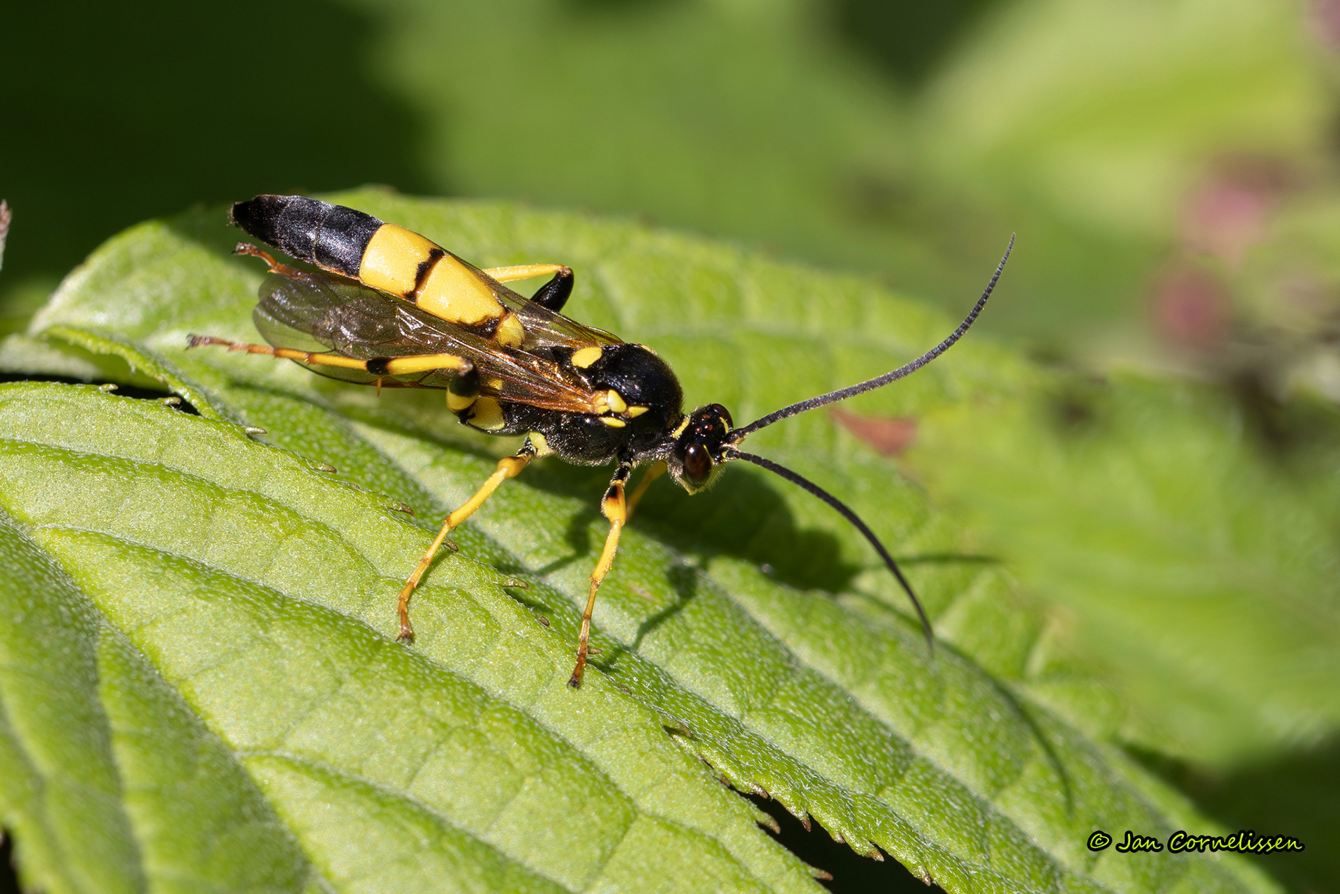Ichneumon xanthorius (een sluipwesp) (Pelt, B) 2024