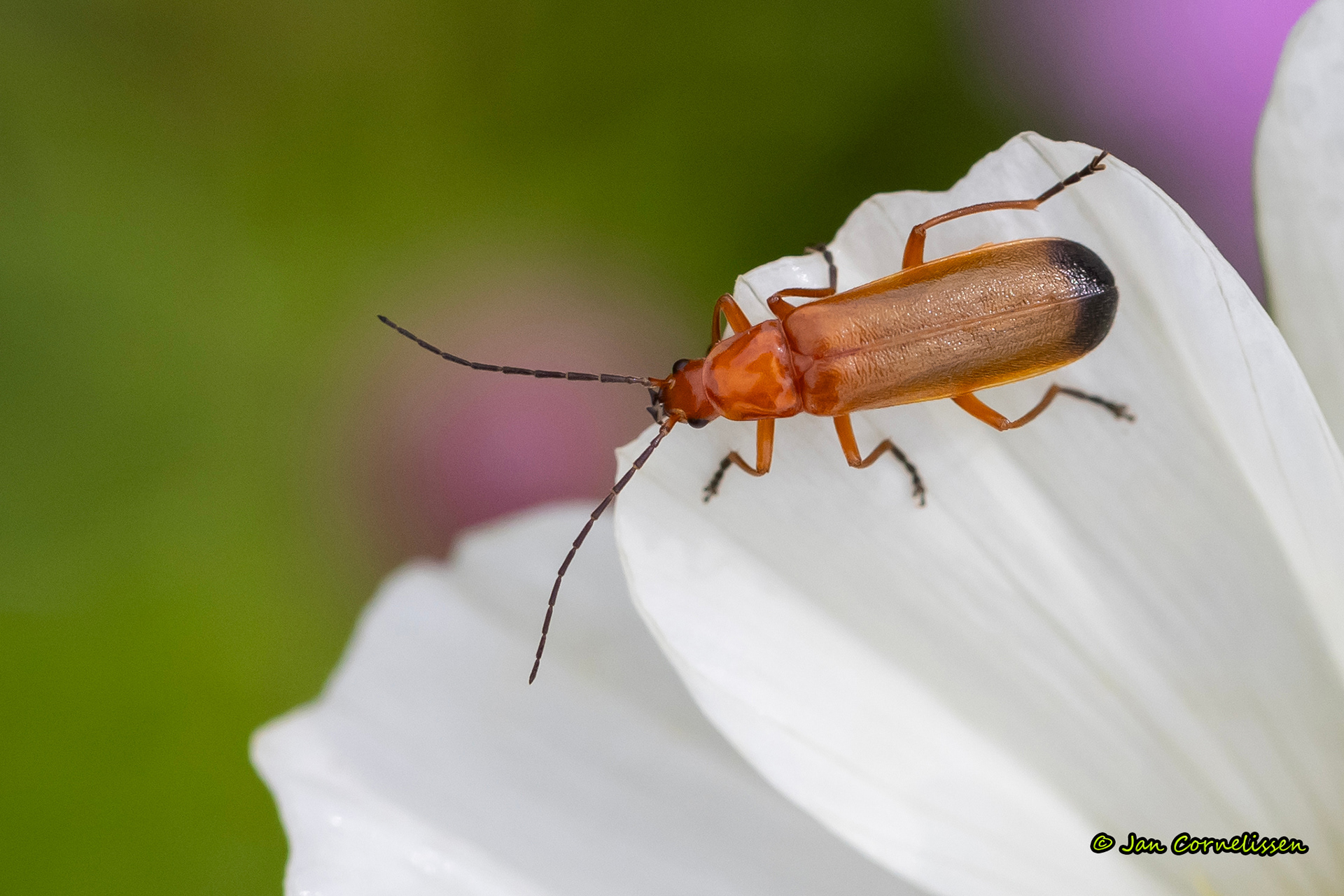 Kleine rode weekschild - Rhagonycha fulva (Pelt, B) 2023