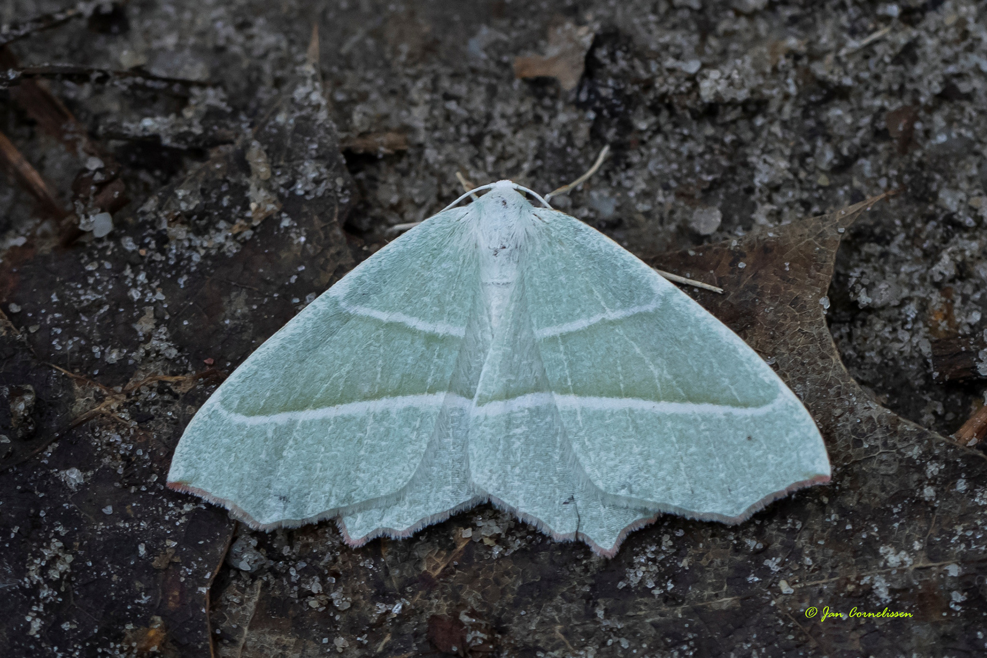 Appeltak - Campaea margaritaria (Pelt, B) 2021