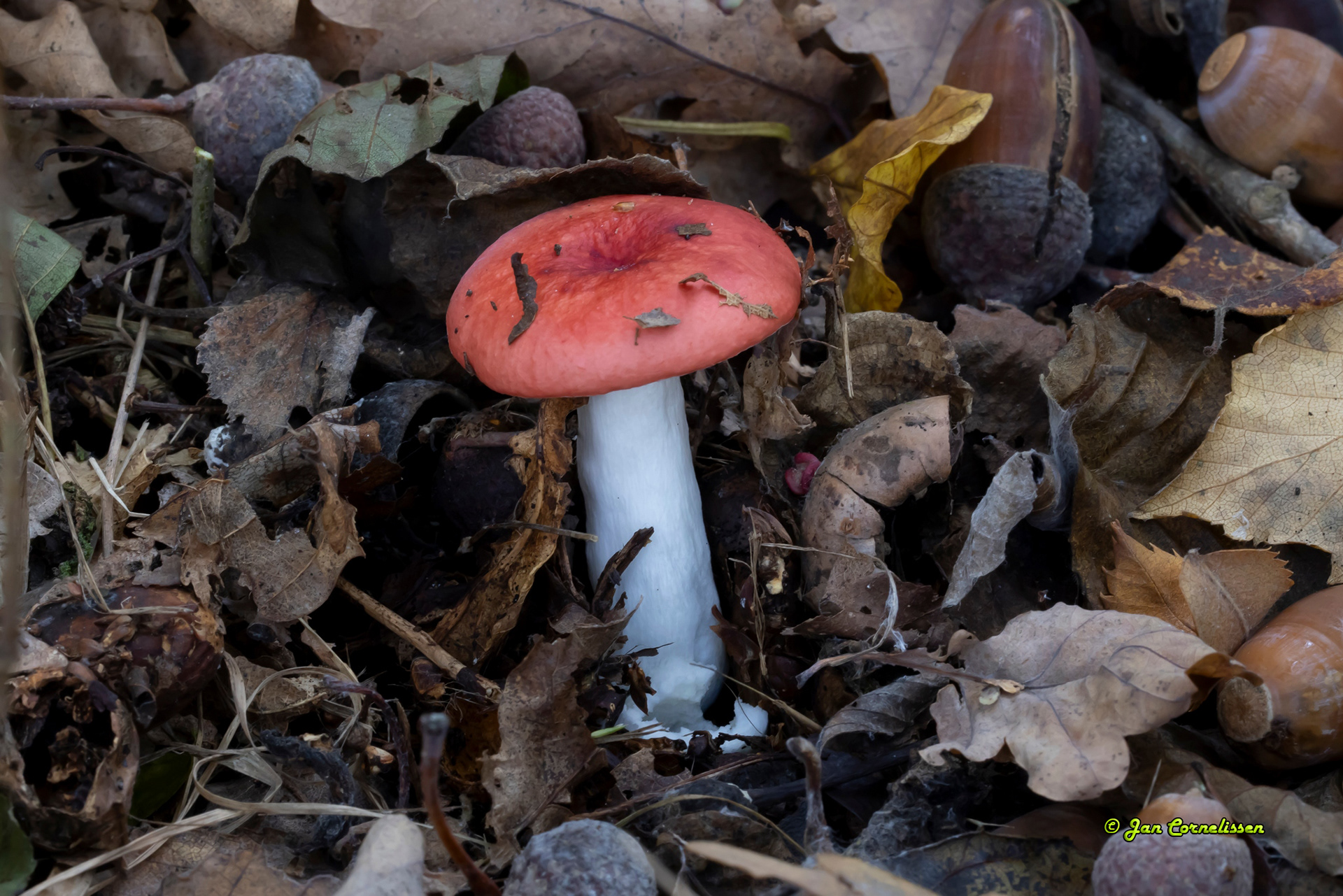 Braakrussula