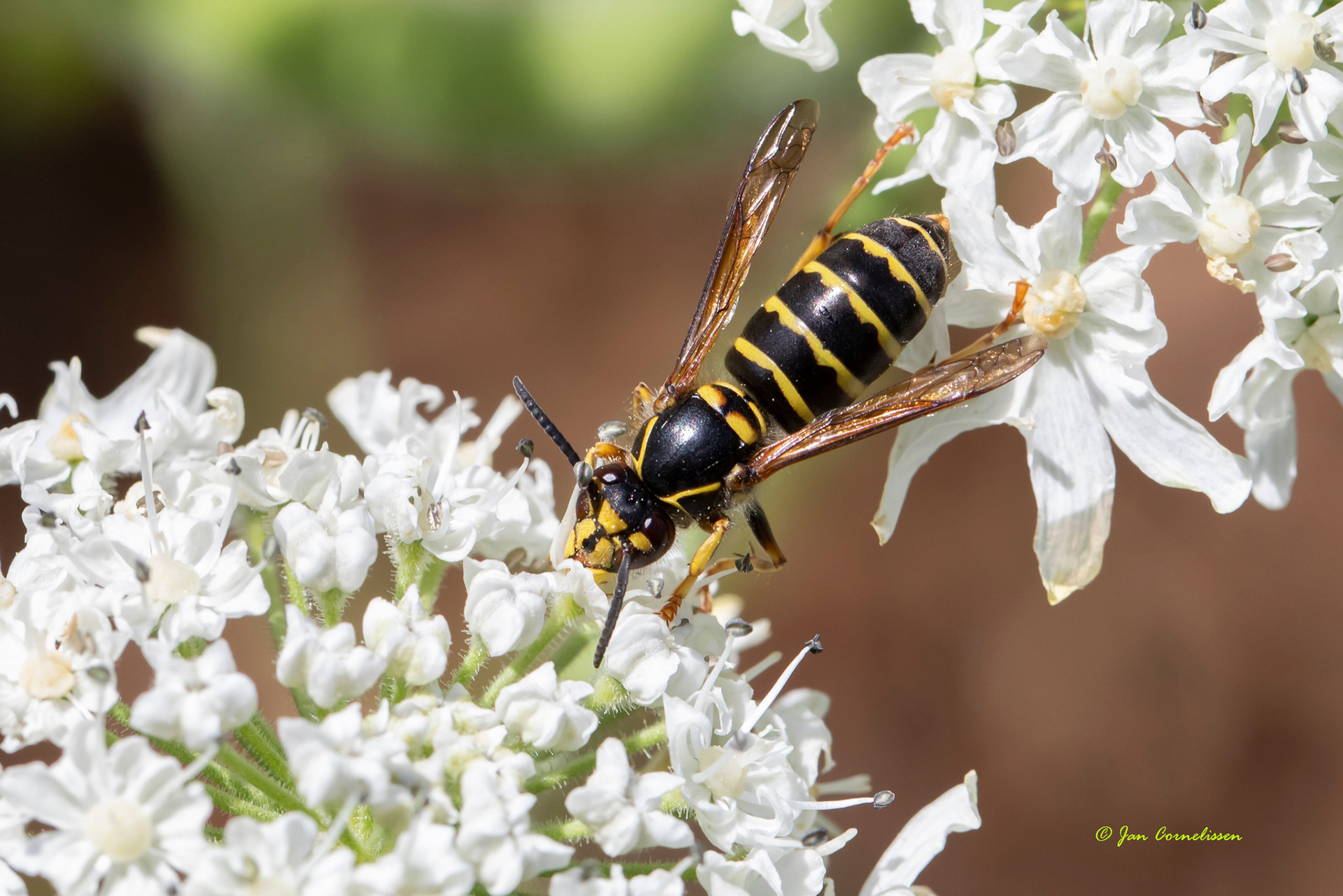 Middelste wesp - Dolichovespula media (Pelt, B) 2022