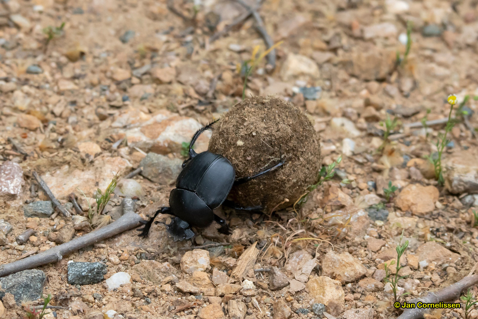 Pillendraaier - Scarabaeus semipunctatus (N-Griekenland) 2019