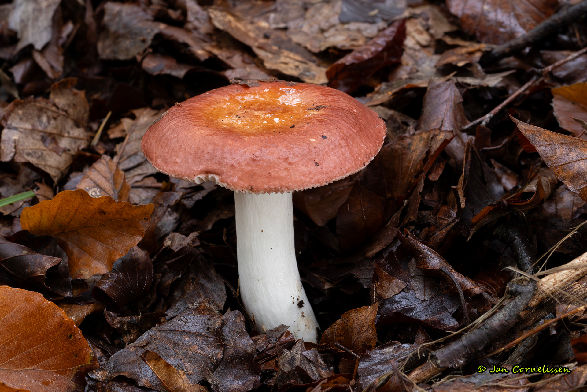Schotelrussula 