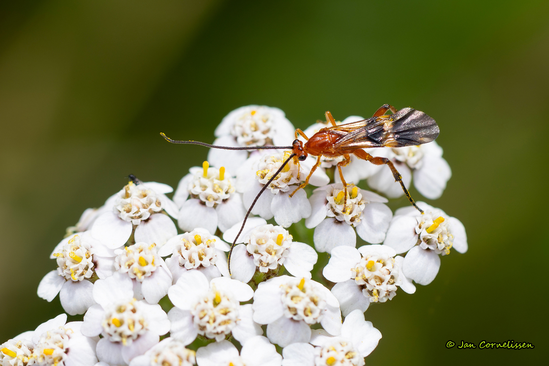 Cremnops desertor (een schildwesp) (Pelt, B) 2024
