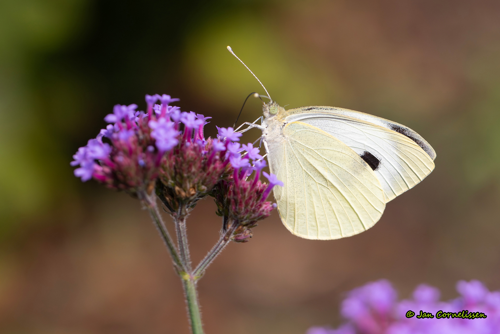 Groot koolwitje - Pieris brassicae (Pelt, B) 2024