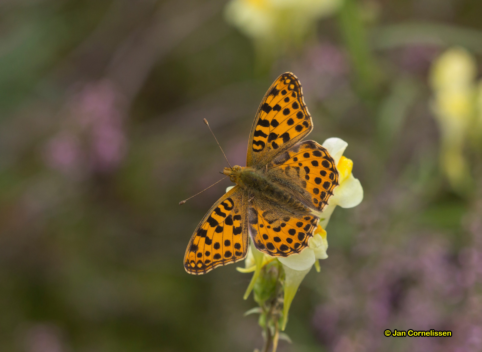 Kleine parelmoervlinder - Issoria lathonia (Pelt, B) 2016