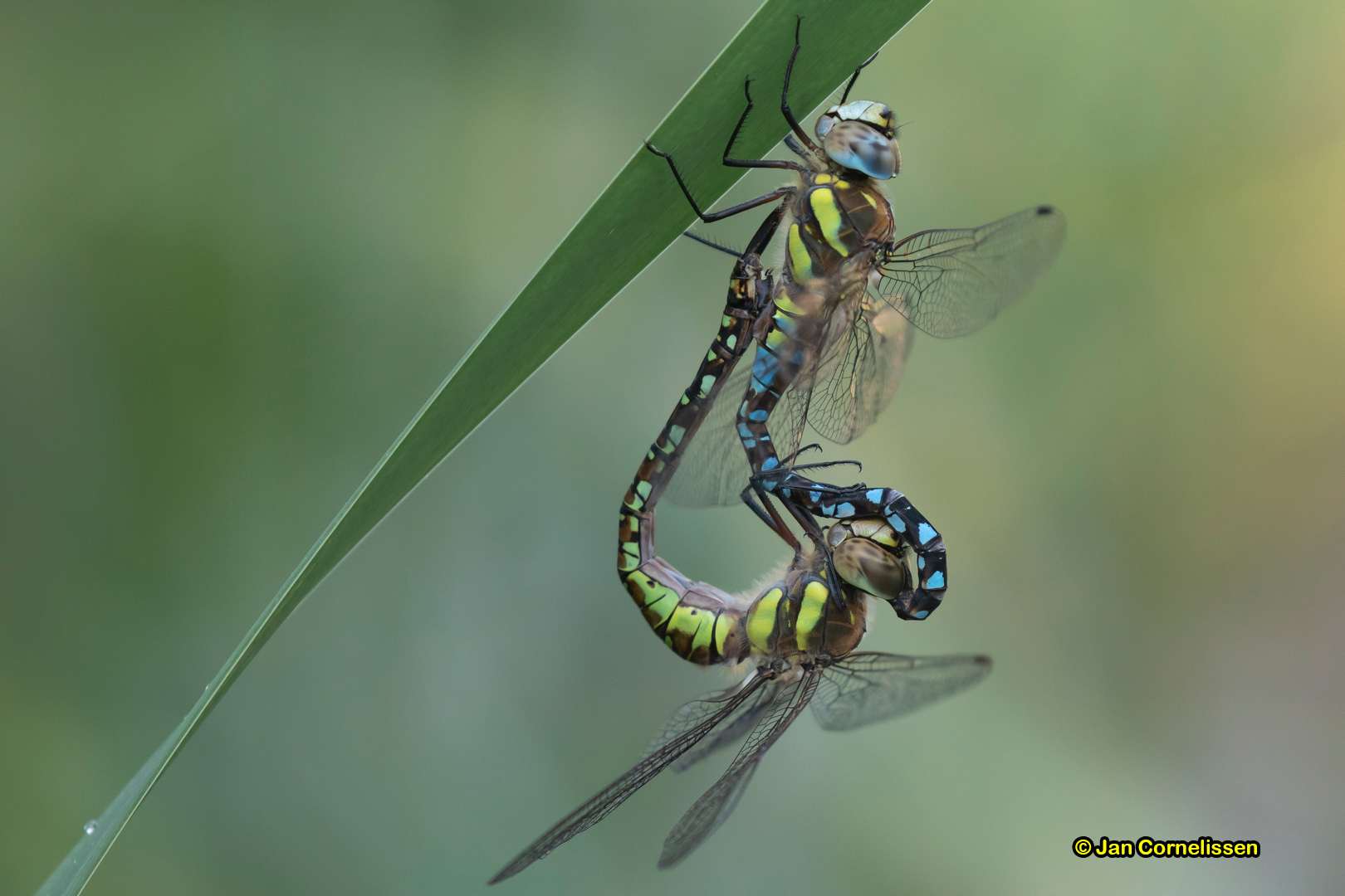 Paardenbijters ♂+♀
