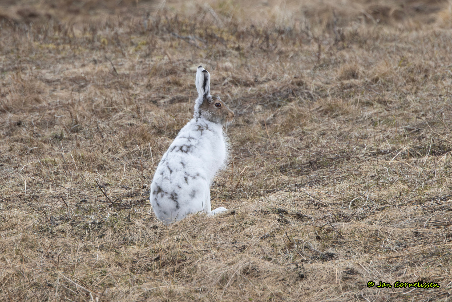 Sneeuwhaas - Lepus timidus (Varanger, N) 2024