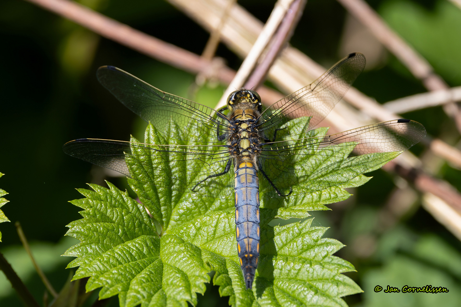 Gewone oeverlibel ♂ - Orthetrum cancellatum (Pelt, B) 2025