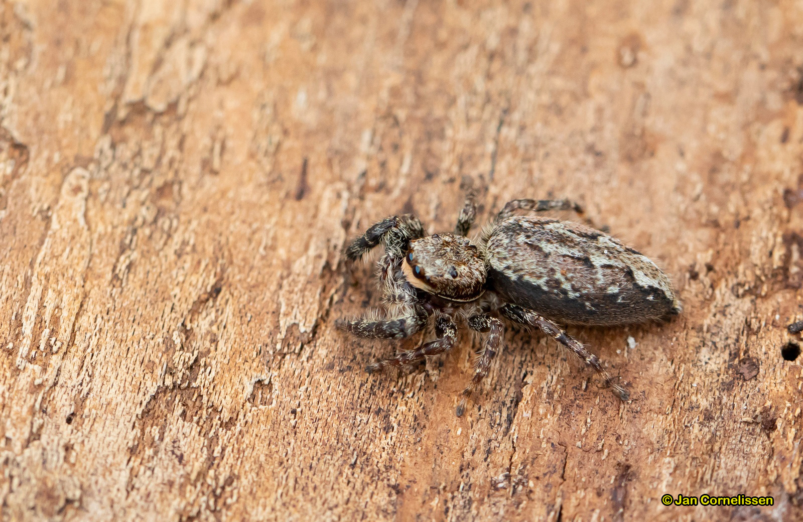Schorsmarpissa - Marpissa muscasa (Pelt, B) 2020