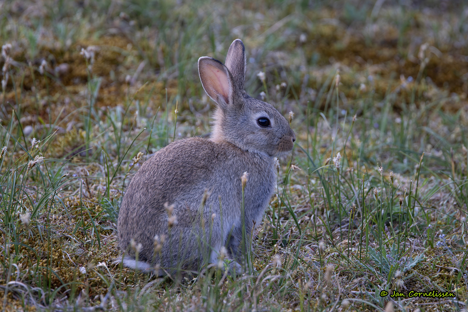 Konijn - Oryctolagus cuniculus (Texel, NL) 2024